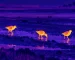 Thermal night vision binoculars guide with an illustrative thermal view of birds crossing open habitat