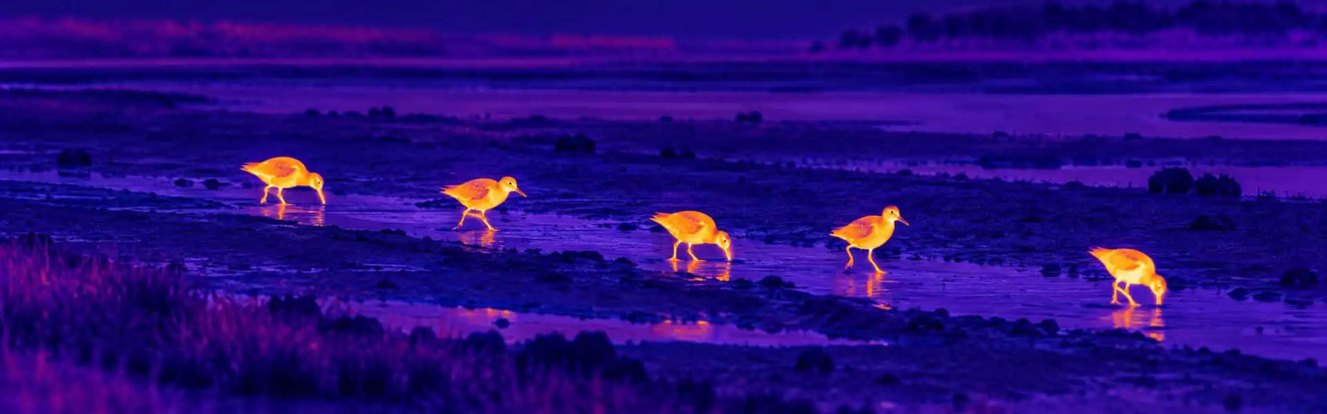 Thermal night vision binoculars guide with an illustrative thermal view of birds crossing open habitat