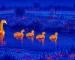 Binoculars thermal night vision guide with an illustrative thermal view of a waterbird family at a pond