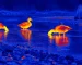 Best thermal monoculars guide: illustrative view of wading birds in shallow water