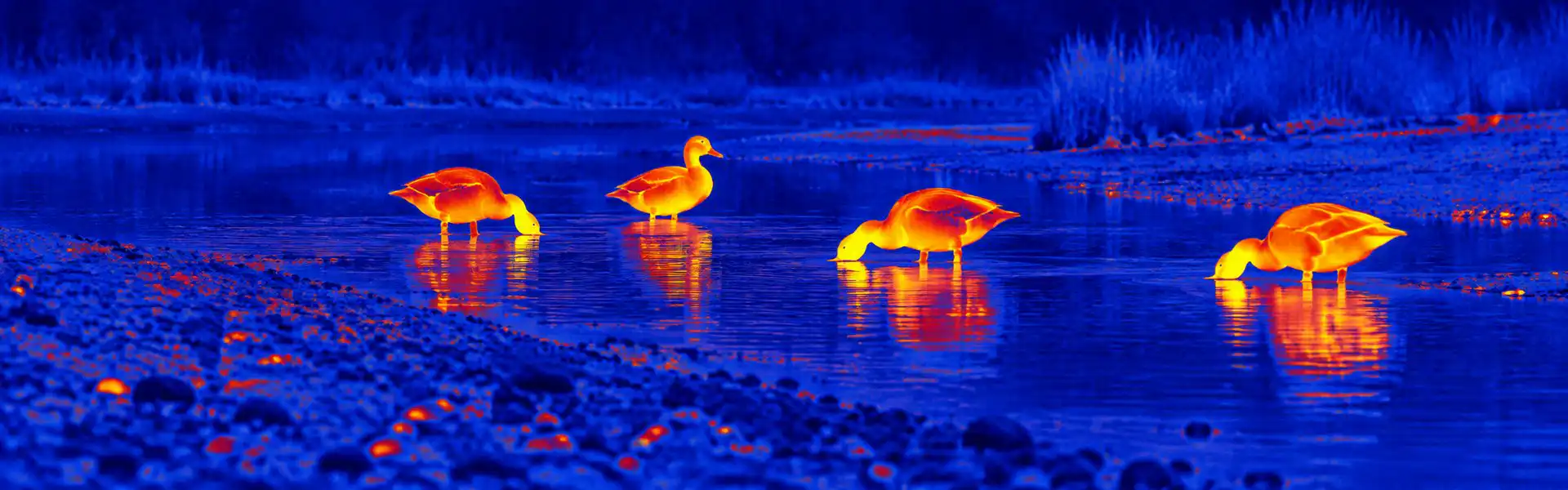 Best thermal monoculars guide: illustrative view of wading birds in shallow water