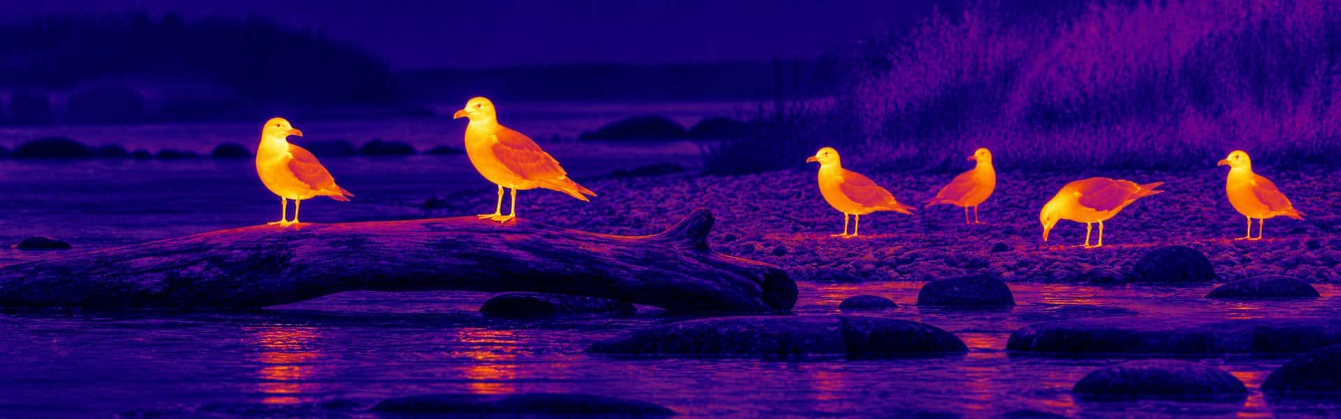 Thermal monoculars guide: illustrative view of birds resting near water