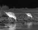 Thermal monoculars guide: illustrative view of wading birds beside a stream