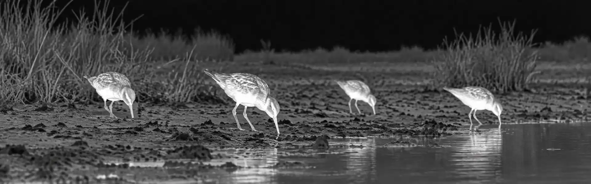 Thermal monoculars guide: illustrative view of wading birds beside a stream