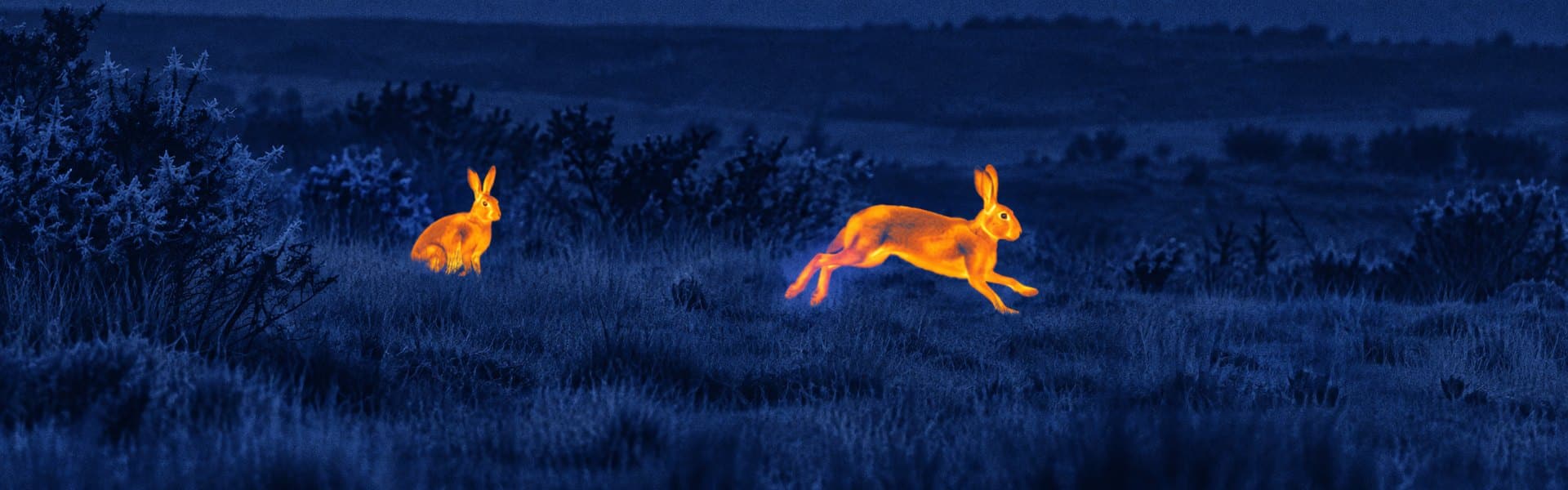 Thermal binoculars for hunting guide: illustrative view of rabbits on uneven woodland ground