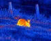 Thermal night vision guide: illustrative view of rabbits in a field