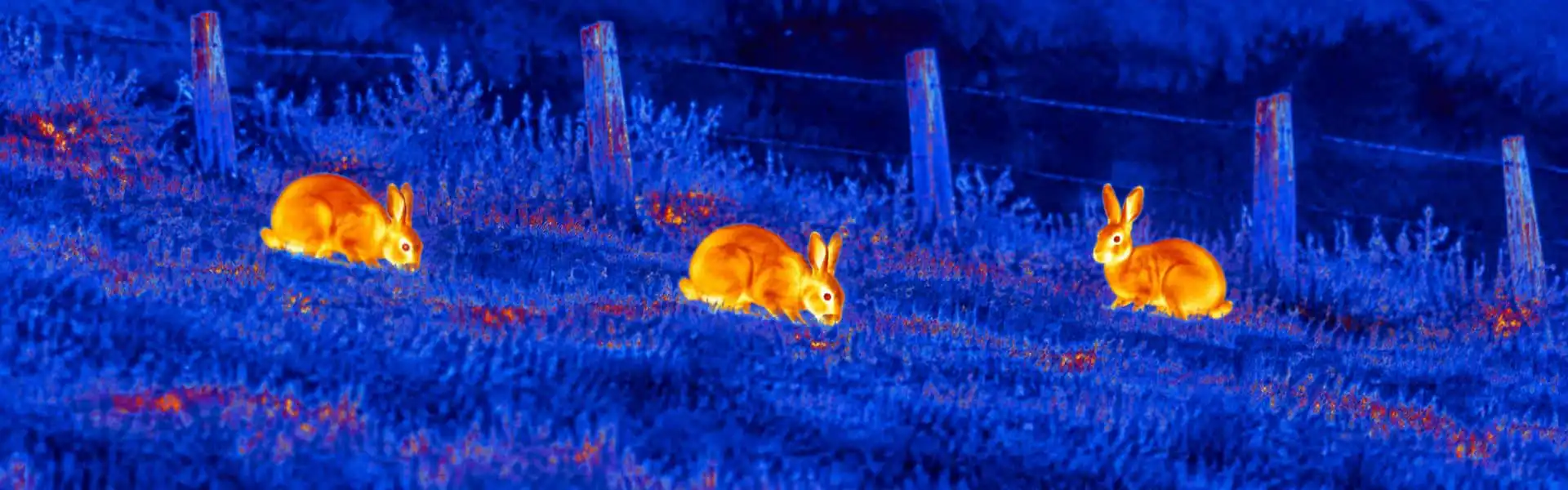 Thermal night vision guide: illustrative view of rabbits in a field