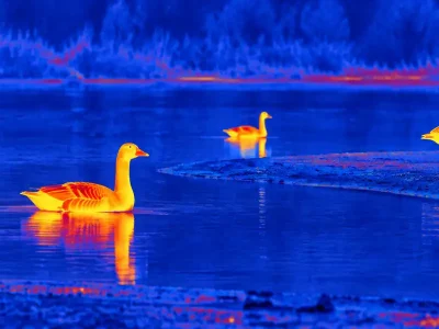 Night vision and thermal goggles guide: illustrative view of waterbirds spread across a pond