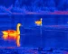Night vision and thermal goggles guide: illustrative view of waterbirds spread across a pond