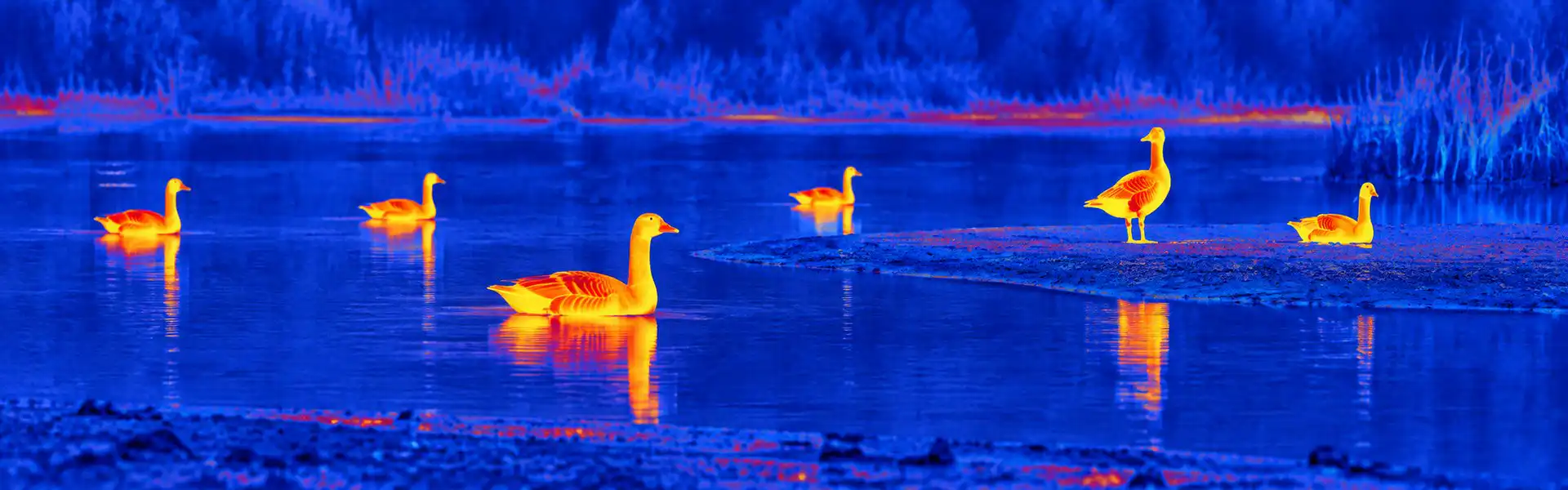Night vision and thermal goggles guide: illustrative view of waterbirds spread across a pond