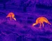 Thermal infrared night vision goggles guide: illustrative view of canines near a stream