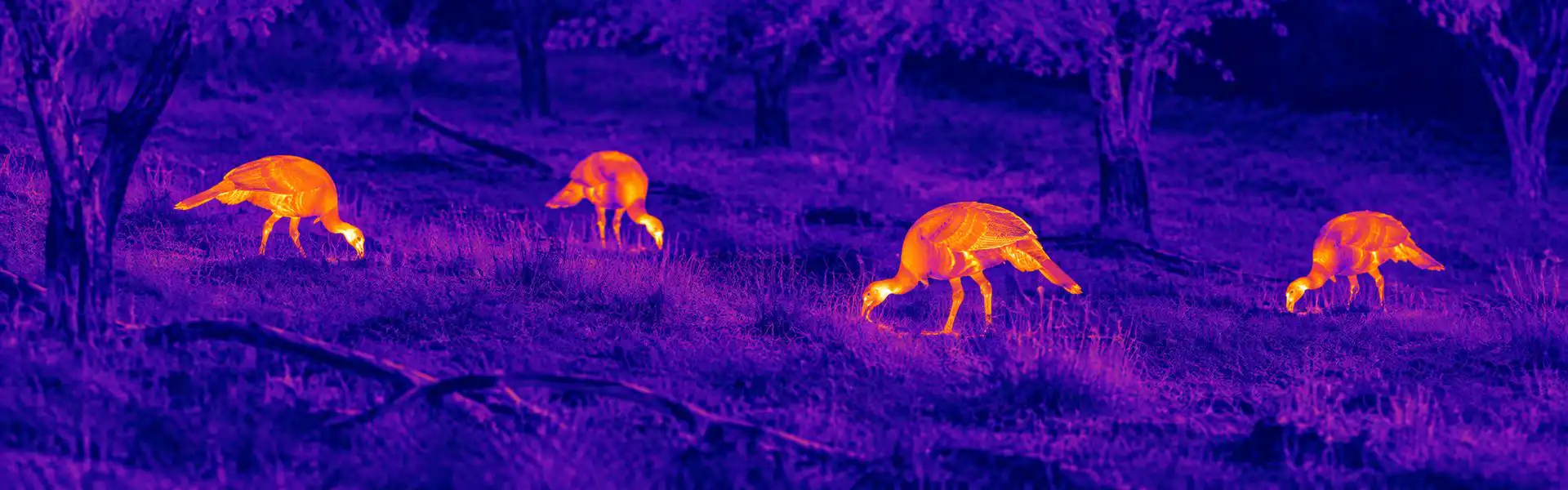 Thermal infrared night vision goggles guide: illustrative view of canines near a stream