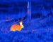 Thermal binoculars for hunting guide: illustrative view of rabbits beside rural fencing
