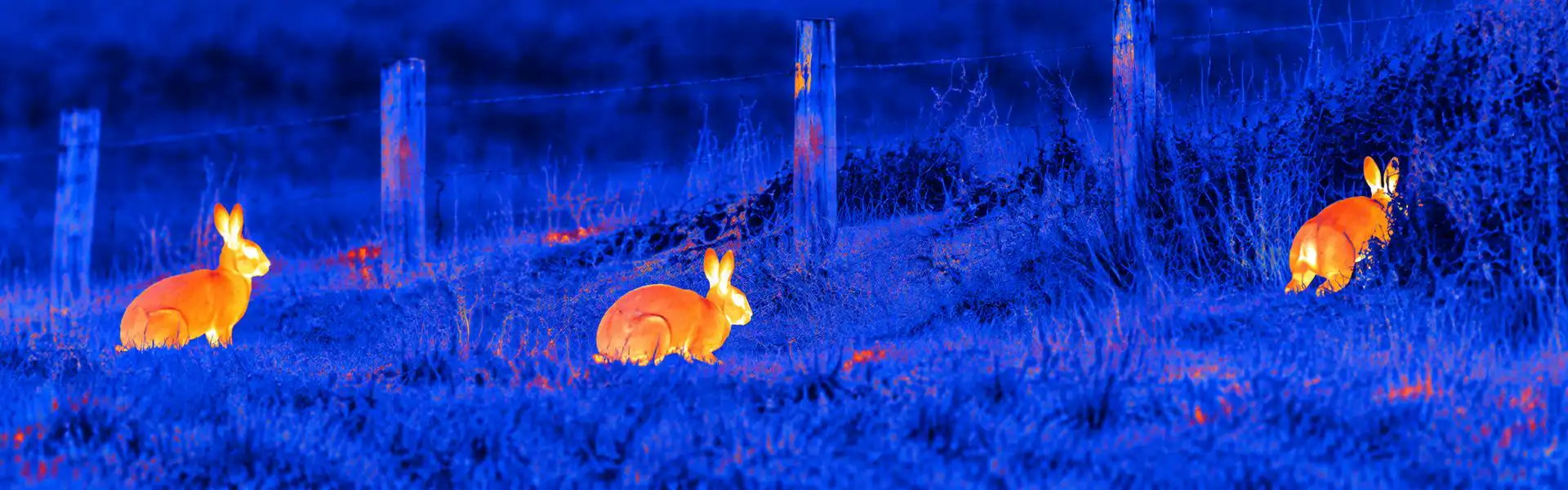 Thermal binoculars for hunting guide: illustrative view of rabbits beside rural fencing