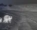 Night thermal goggles guide: illustrative view of wild boar beside a track