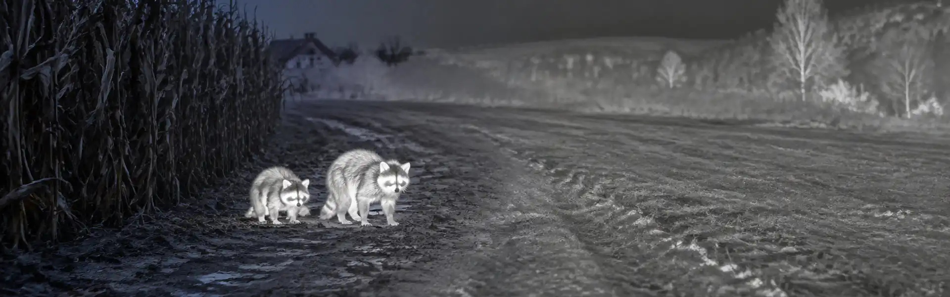 Night thermal goggles guide: illustrative view of wild boar beside a track