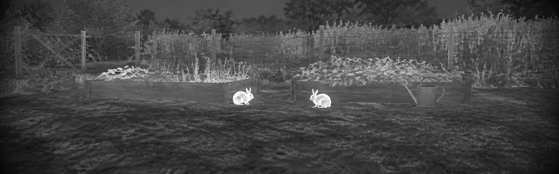 Monocular thermal imaging guide: illustrative view of birds beside a field