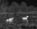 Thermal goggles guide: illustrative view of waterbirds on a pond