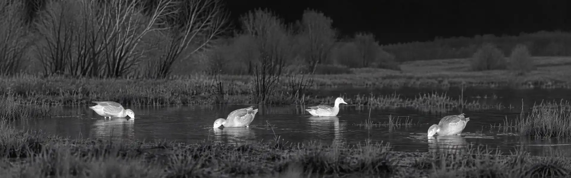 Thermal goggles guide: illustrative view of waterbirds on a pond
