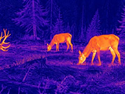 Thermal goggles hunting guide: illustrative view of deer grazing near woodland