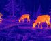 Thermal goggles hunting guide: illustrative view of deer grazing near woodland