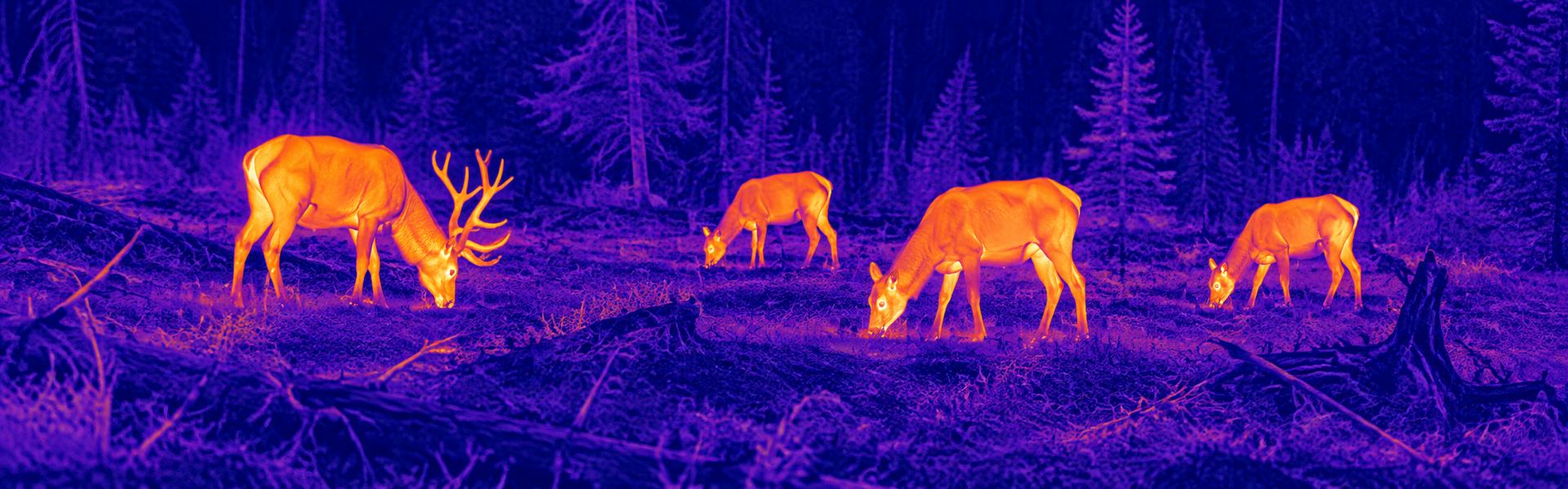 Thermal goggles hunting guide: illustrative view of deer grazing near woodland