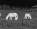 Binoculars thermal night vision guide: illustrative view of horses across a pasture