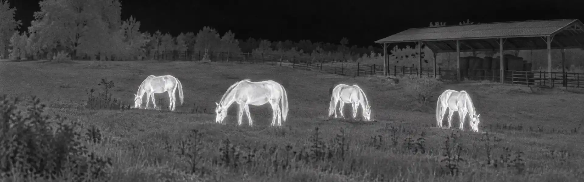 Binoculars thermal night vision guide: illustrative view of horses across a pasture