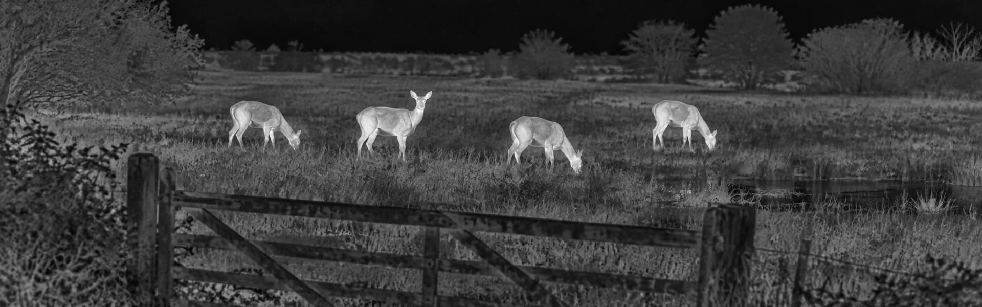 Thermal monocular hunting guide: illustrative view of deer beside a woodland pond