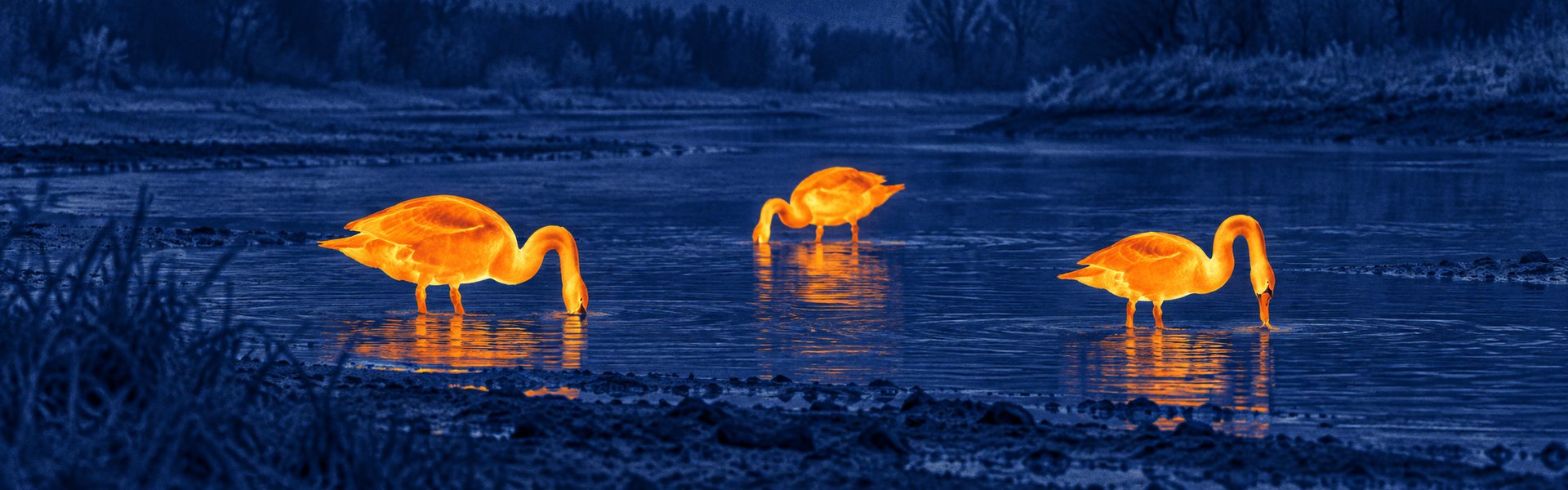 Best thermal monoculars guide: illustrative view of wading birds feeding beside water