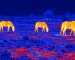 Thermal night vision binoculars guide: illustrative view of cattle grazing in a field