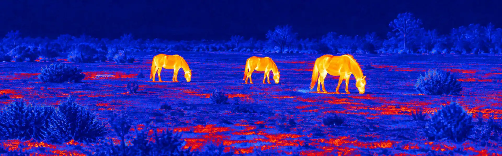 Thermal night vision binoculars guide: illustrative view of cattle grazing in a field