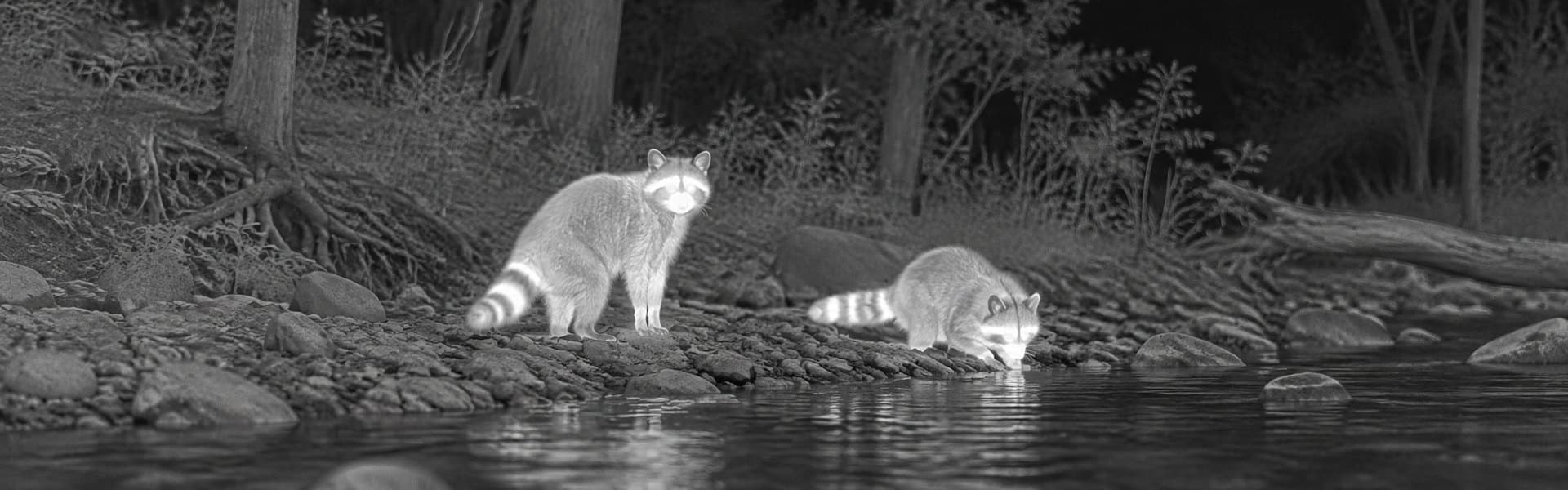 Digital thermal goggles guide: illustrative view of raccoon-like animals in shallow water