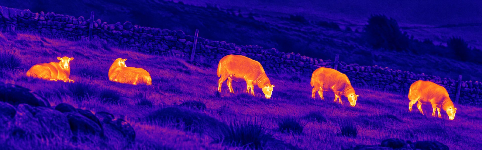 Best thermal monocular for hunting guide: illustrative view of wild boar on rural ground