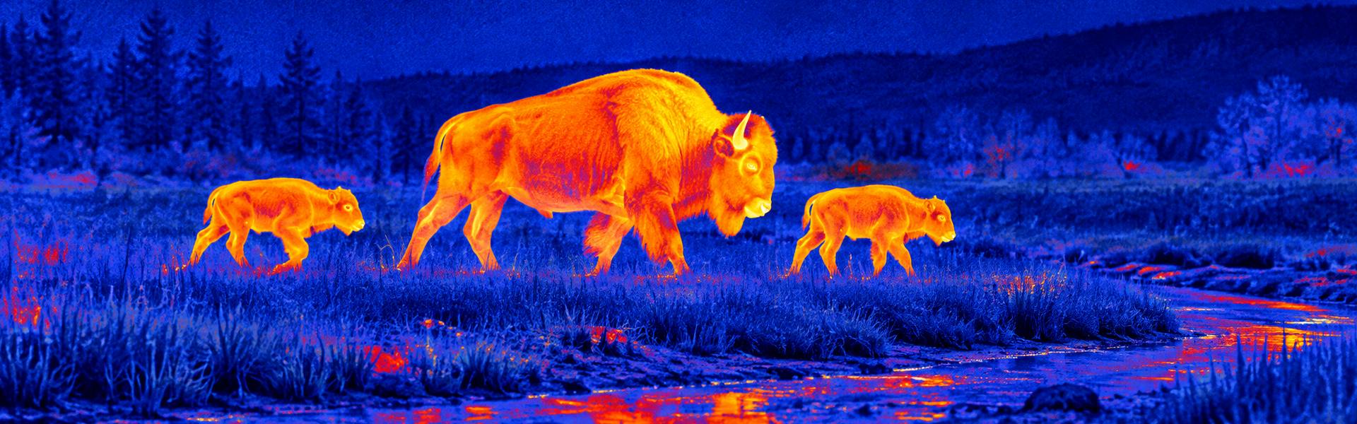 Thermal night vision binoculars guide: illustrative view of livestock crossing open ground