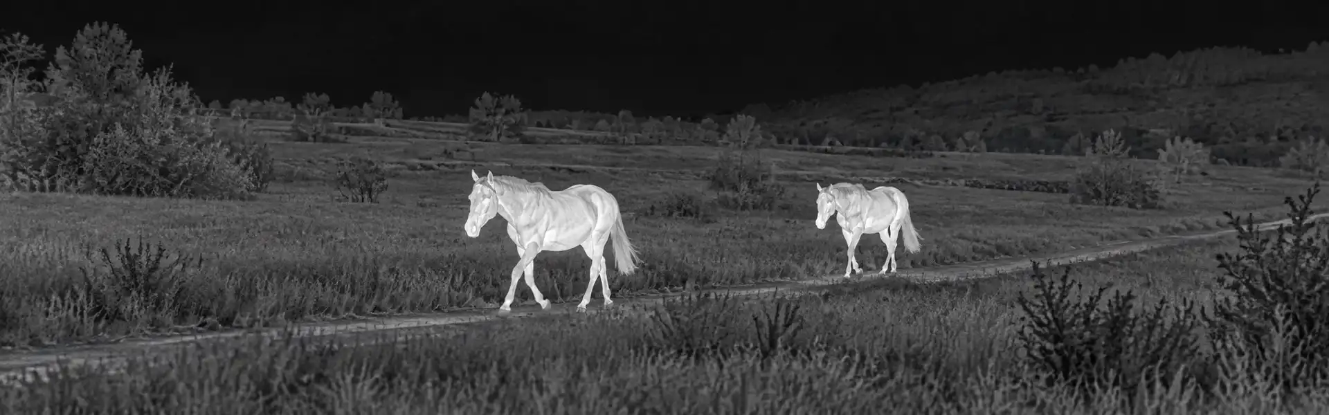 Thermal optics hunting guide: illustrative view of canines in a monochrome field scene