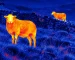 Best thermal night vision binoculars guide: illustrative view of cattle in a pasture