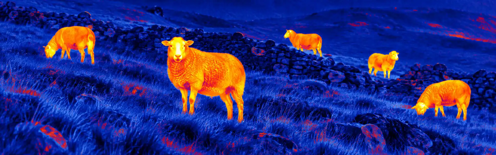 Best thermal night vision binoculars guide: illustrative view of cattle in a pasture