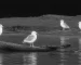 Best budget thermal monocular guide: illustrative view of birds at a waterside clearing