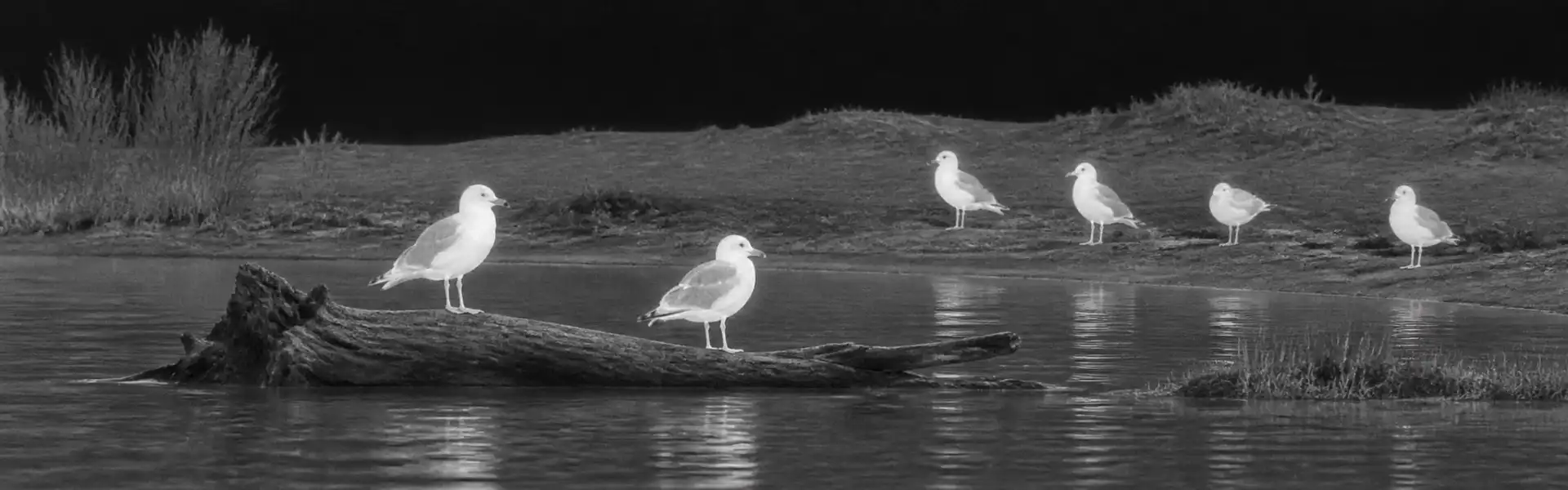 Best budget thermal monocular guide: illustrative view of birds at a waterside clearing