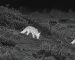 Best thermal binoculars guide: illustrative view of badgers on woodland ground