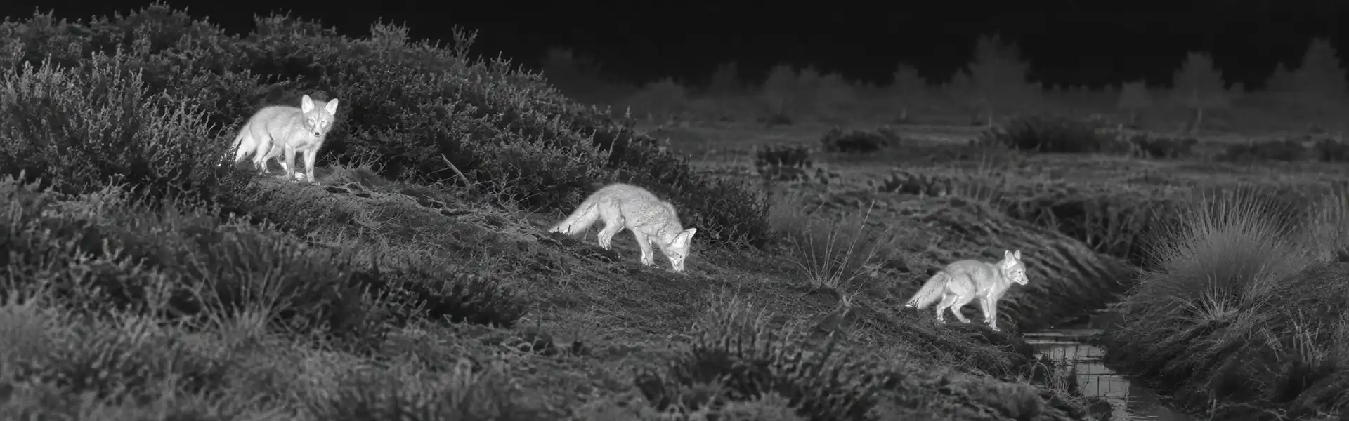 Best thermal binoculars guide: illustrative view of badgers on woodland ground