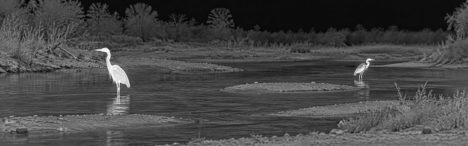Thermal monocular guide: illustrative view of wading birds in a monochrome wetland