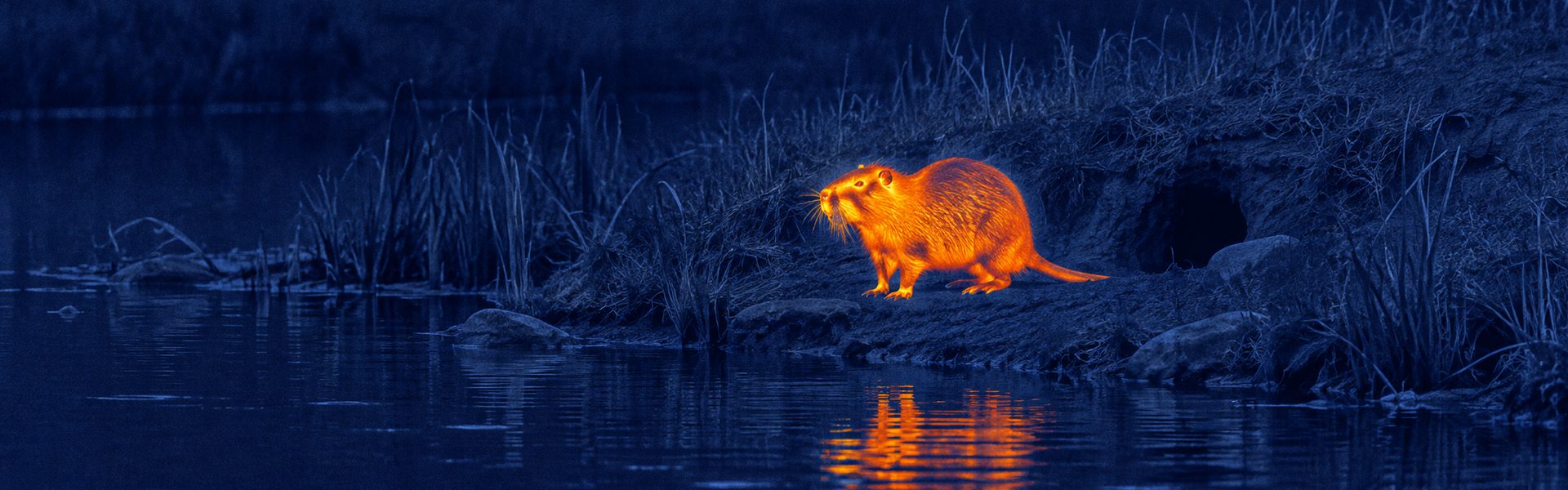 Budget thermal goggles guide: illustrative view of a wild boar beside water