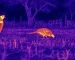 Thermal binoculars hunting guide: illustrative view of birds resting at a field edge