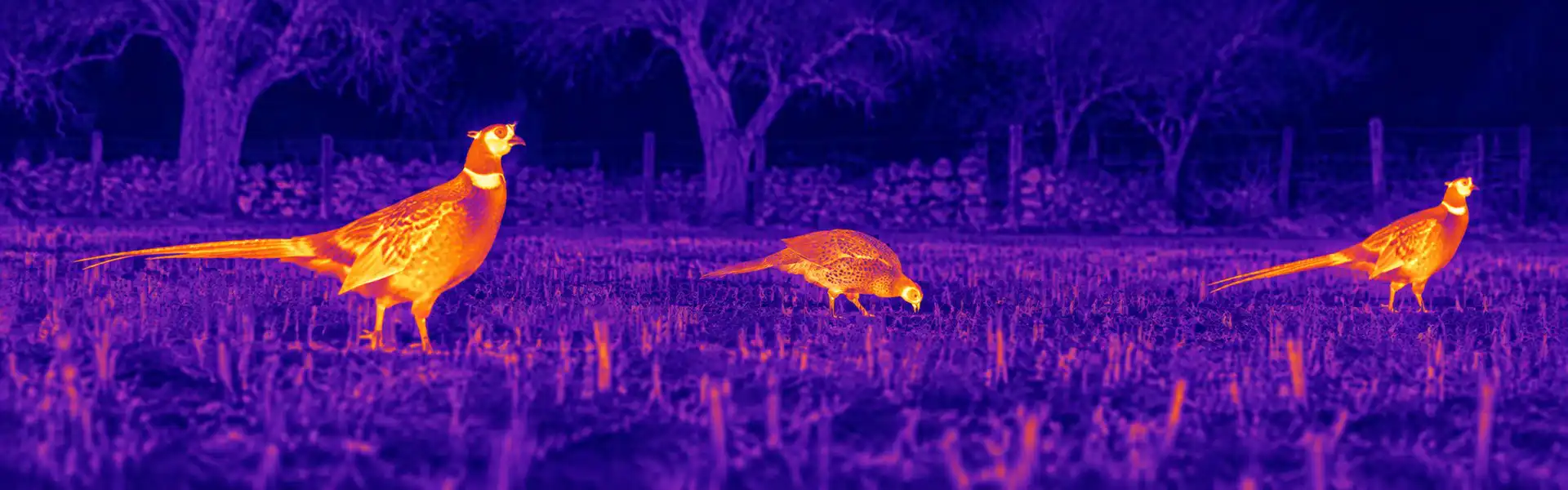 Thermal binoculars hunting guide: illustrative view of birds resting at a field edge