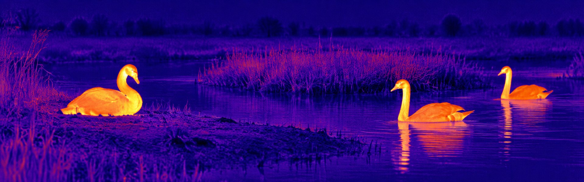 Night vision and thermal goggles guide: illustrative view of swans on a pond