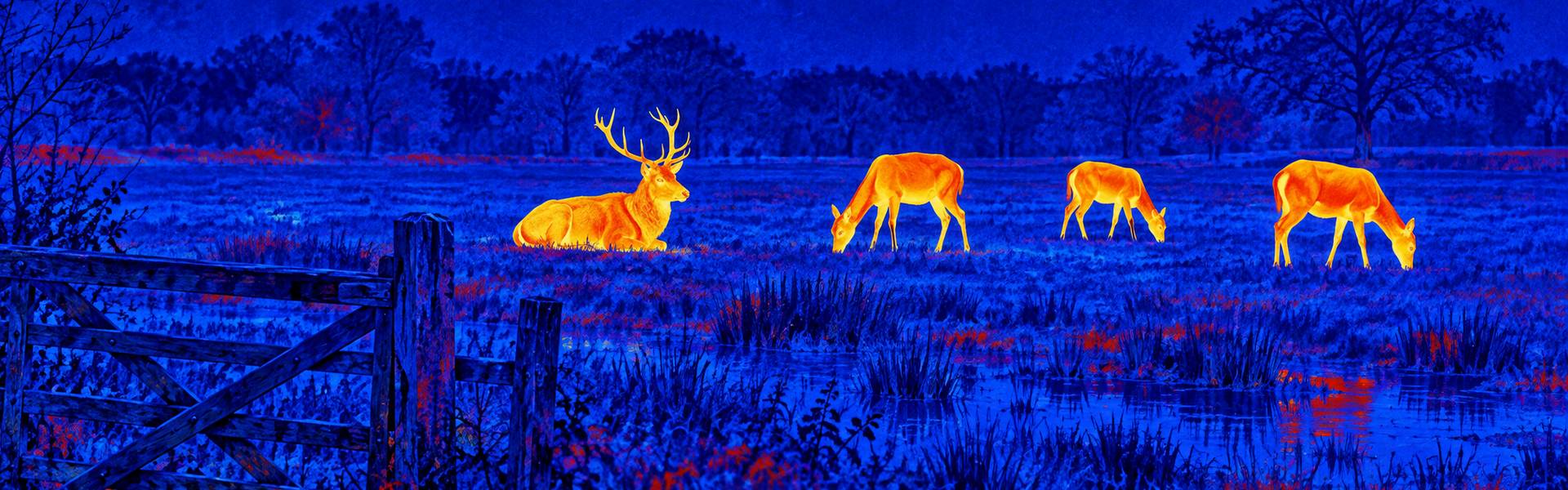 Thermal goggles for hunting guide: illustrative view of horses beside a field boundary