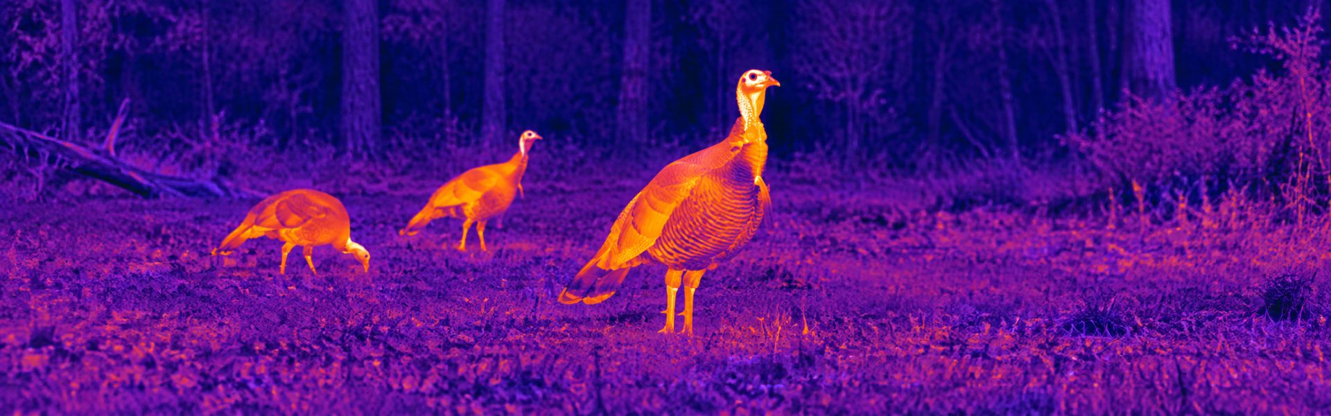 Thermal optics guide: illustrative view of birds and small mammals at a woodland edge