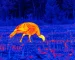 Best thermal monocular for hunting guide: illustrative view of wild boar feeding in a field